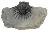 Kayserops megaspina Trilobite - Top Quality #189968-1